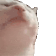 Image of the popular "CatJam" Twitch emote
